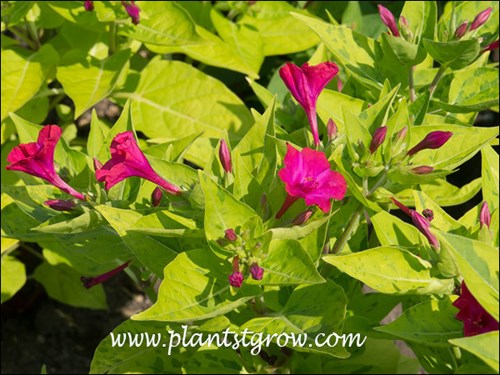 Interesting color combination with chartreuse foliage and red flowers. Notice the green marbling of the lower leaves.  (mid July)